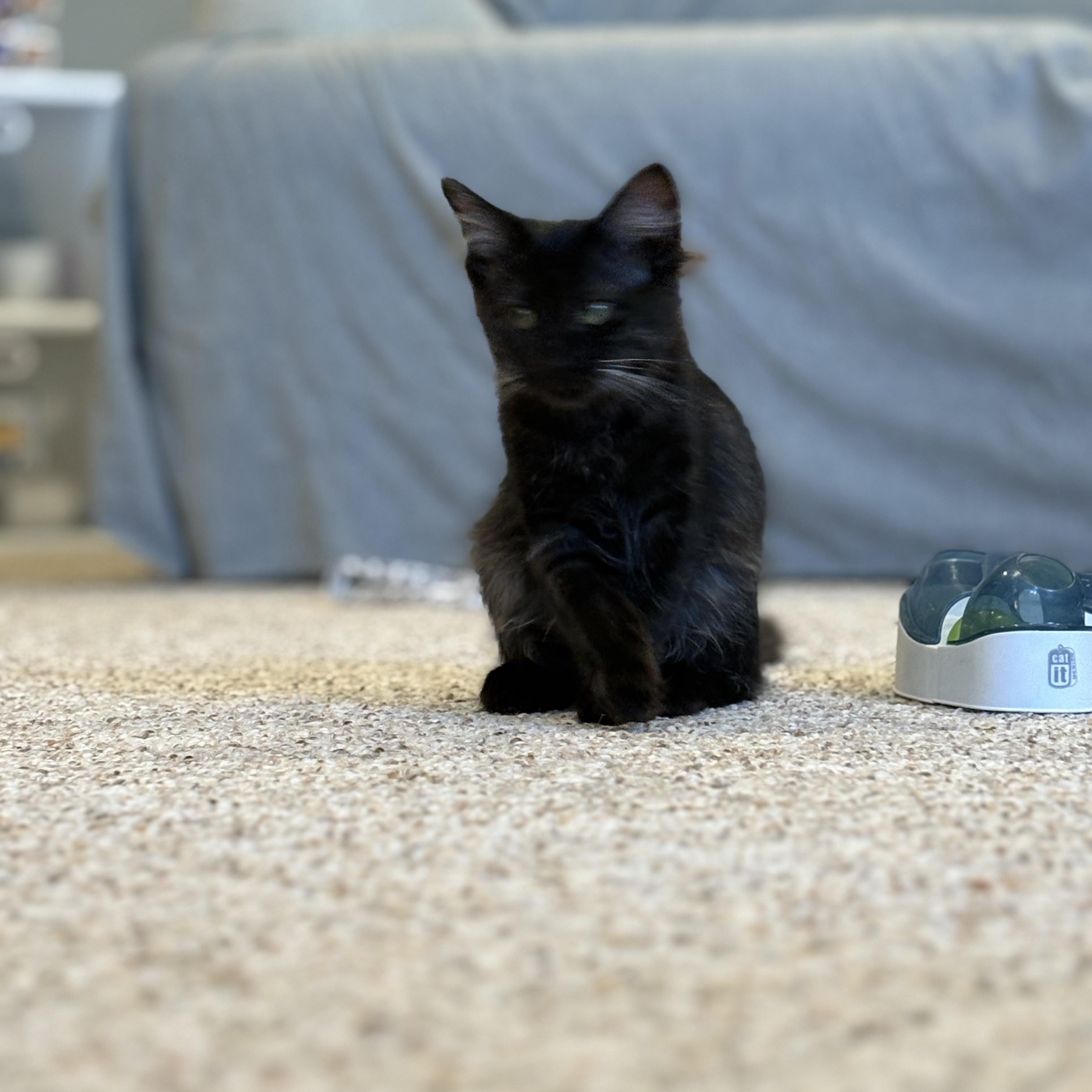 Enlarge Zeke and Zara, a Adoptable Domestic Short Hair in Saint Francis, MN image 4/4