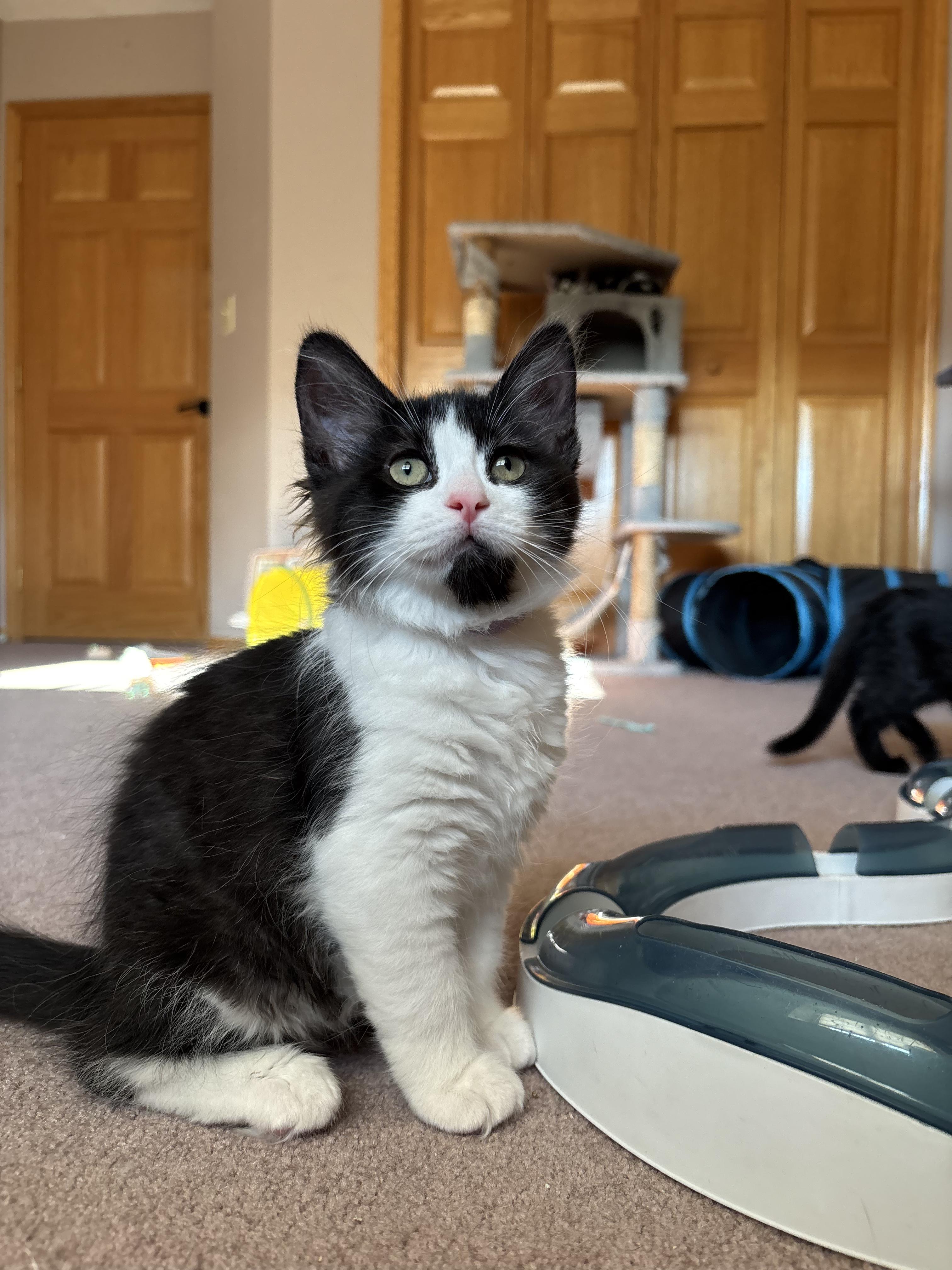 Enlarge Zeke and Zara, a Adoptable Domestic Short Hair in Saint Francis, MN image 3/4