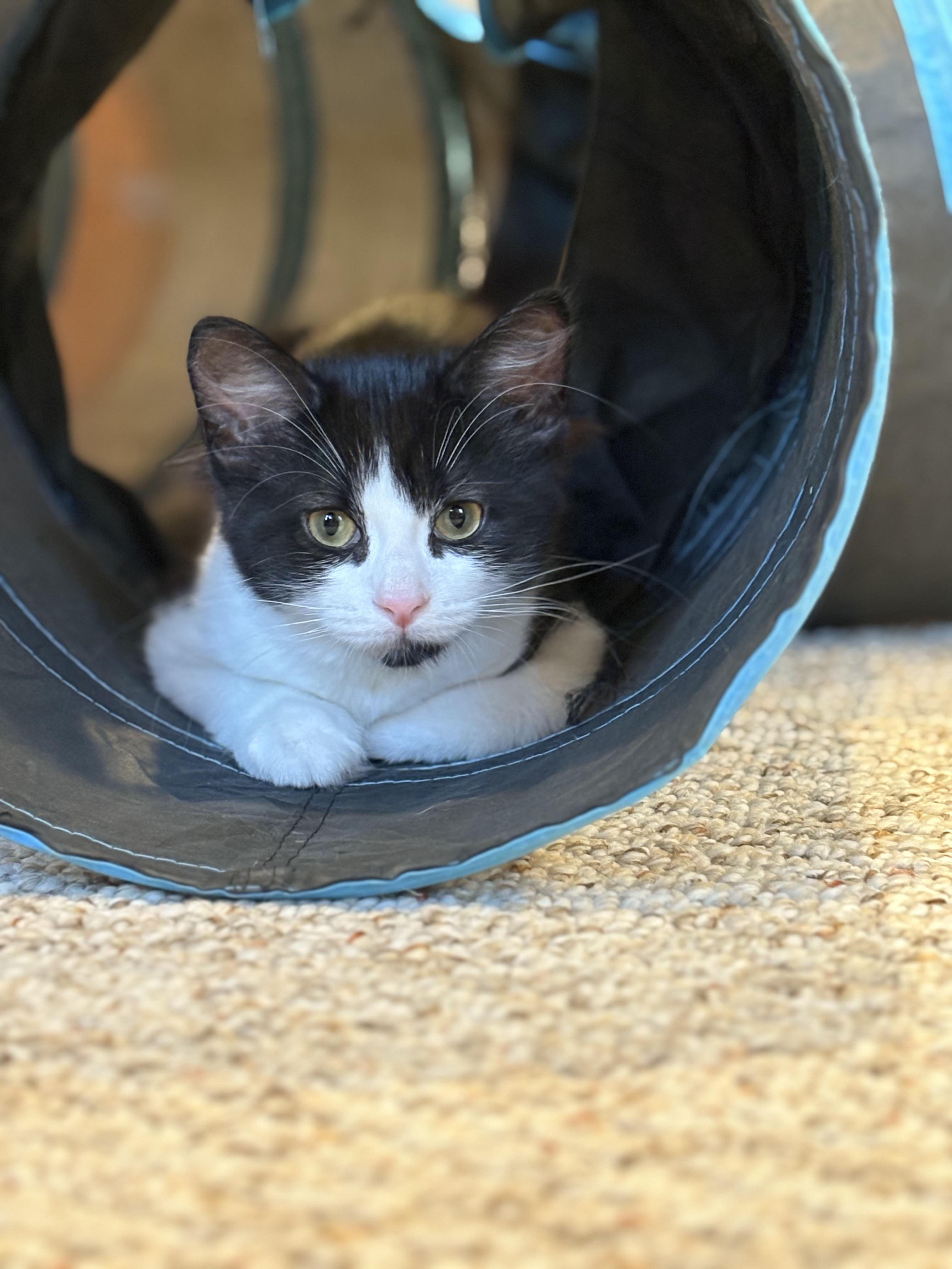 The 6 Z's, a Adoptable Domestic Short Hair in Saint Francis, MN image 1/6
