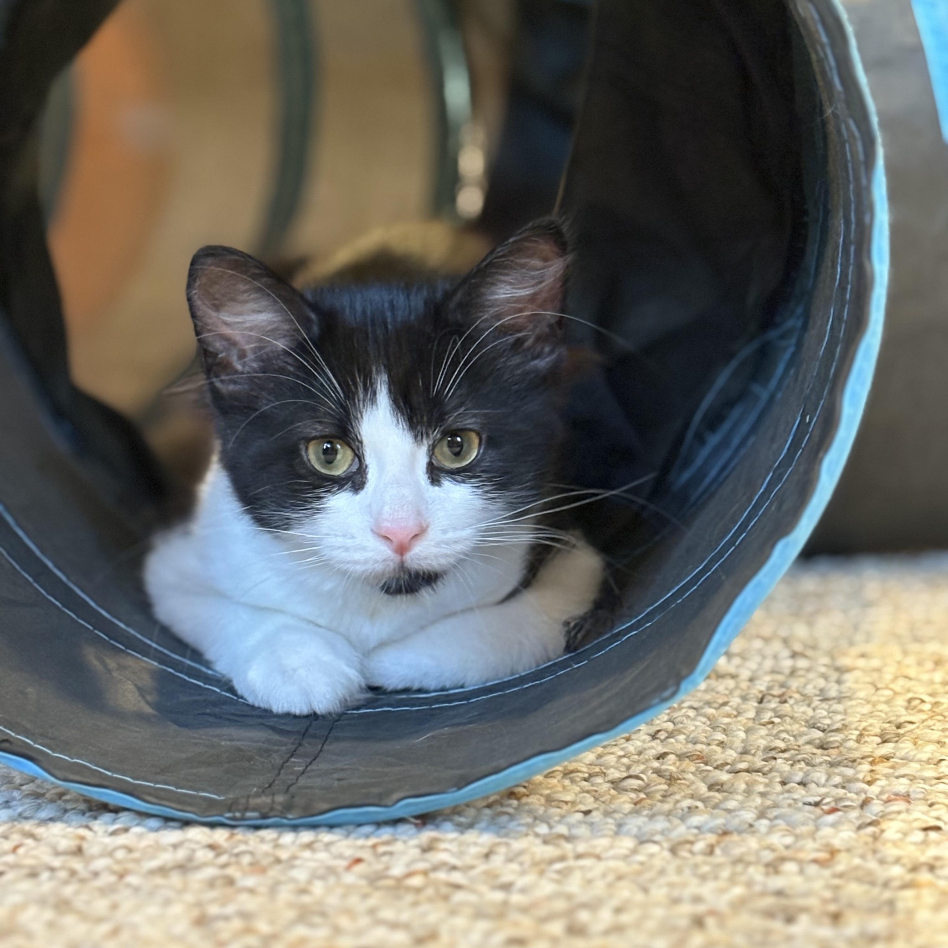 Enlarge Zeke and Zara, a Adoptable Domestic Short Hair in Saint Francis, MN image 1/4