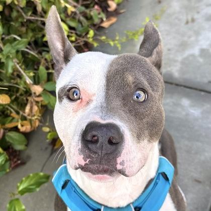 Seltzer, Adoptable, Adult Male Pit Bull Terrier & Mixed Breed.