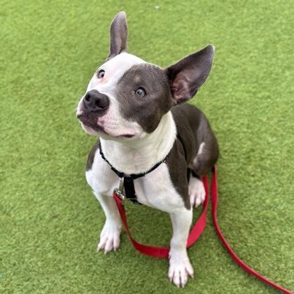 Seltzer, Adoptable, Adult Male Pit Bull Terrier & Mixed Breed.