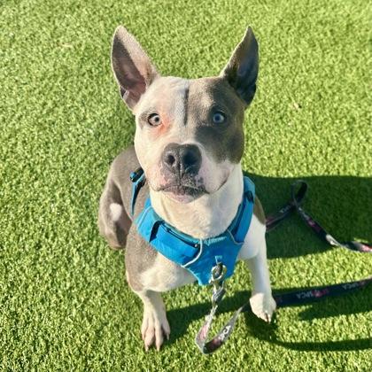 Enlarge Seltzer, a Adoptable mixed breed in San Francisco, CA image 2/3