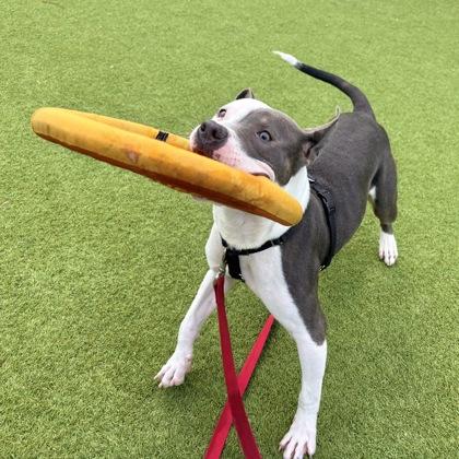 Enlarge Seltzer, a Adoptable mixed breed in San Francisco, CA image 2/3