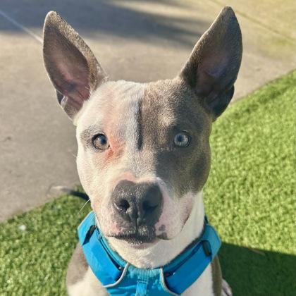 Enlarge Seltzer, a Adoptable mixed breed in San Francisco, CA image 3/3