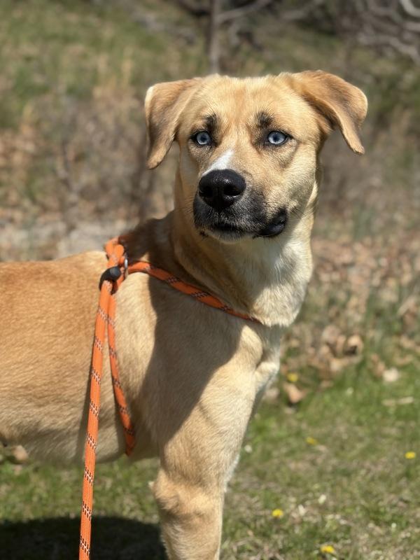 Enlarge Kimber, a Adoptable mixed breed in Lancaster, OH image 2/2