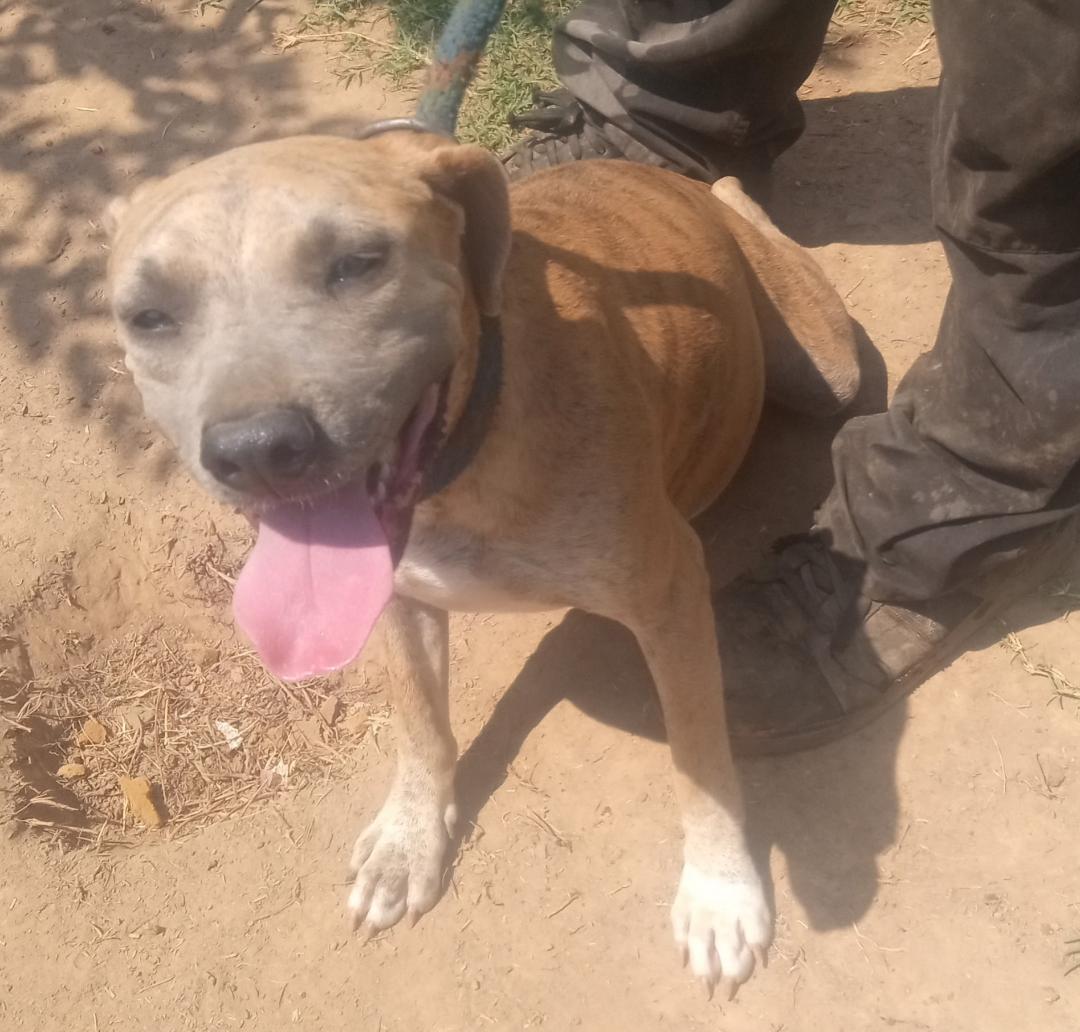 Coral, Adoptable, Adult Female Mountain Cur.