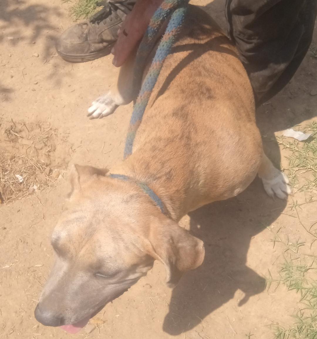 Enlarge Coral, a Adoptable mixed breed in Mena, AR image 2/3