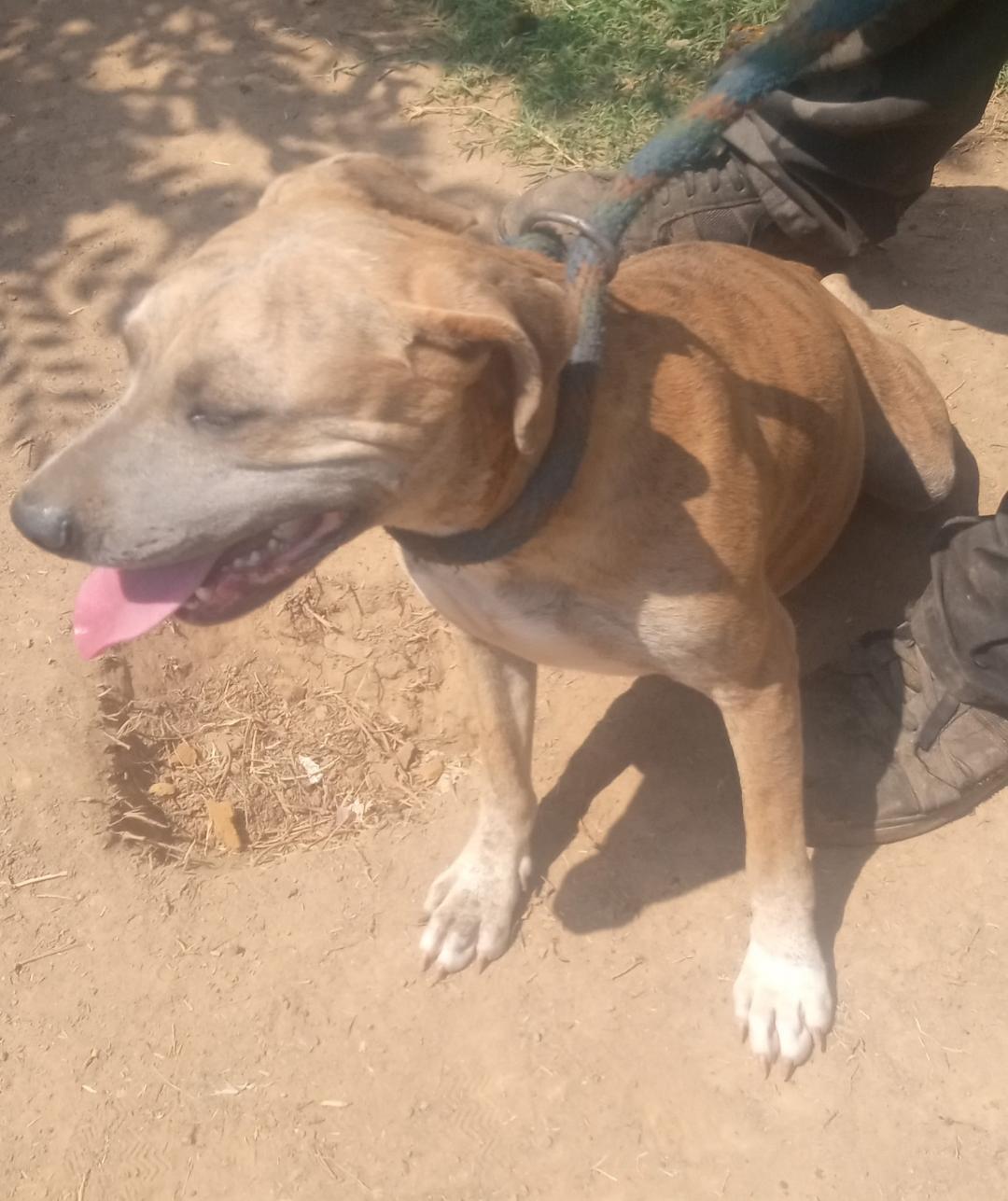 Enlarge Coral, a Adoptable mixed breed in Mena, AR image 3/3