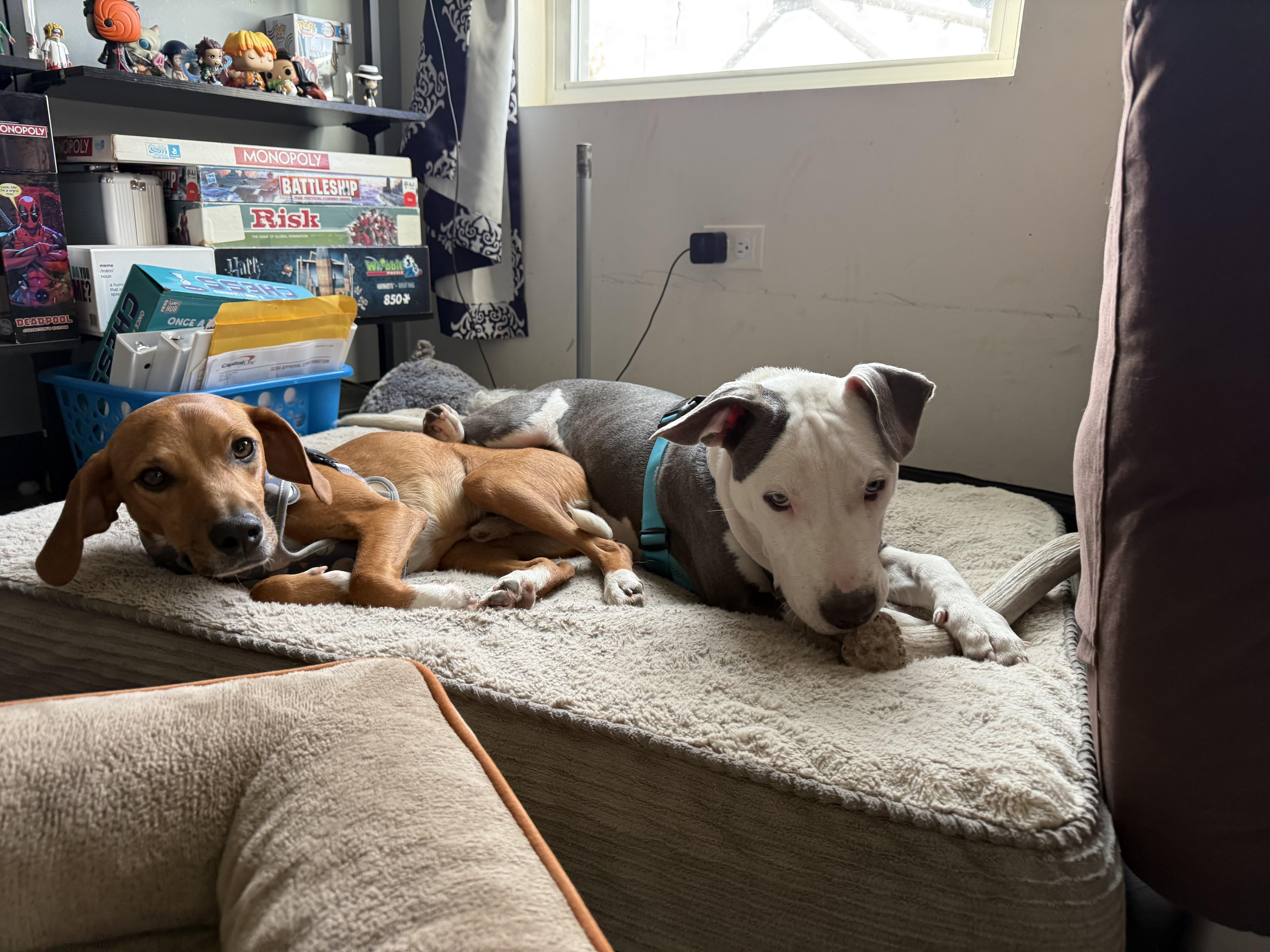 Spot, an adopted mixed breed in Aurora, IL image 3/6