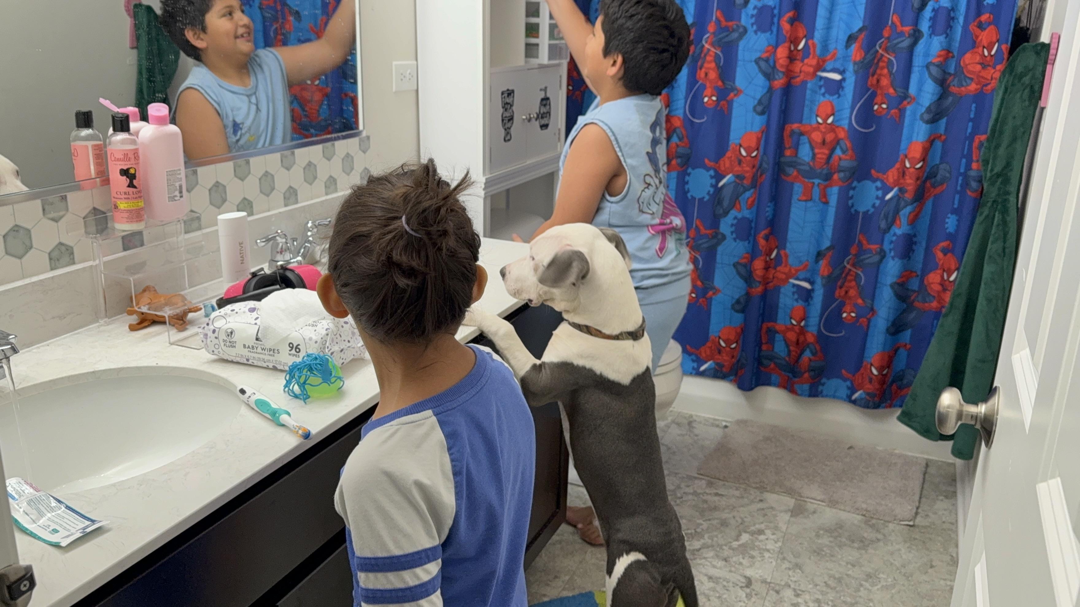 Spot, an adopted mixed breed in Aurora, IL image 5/6