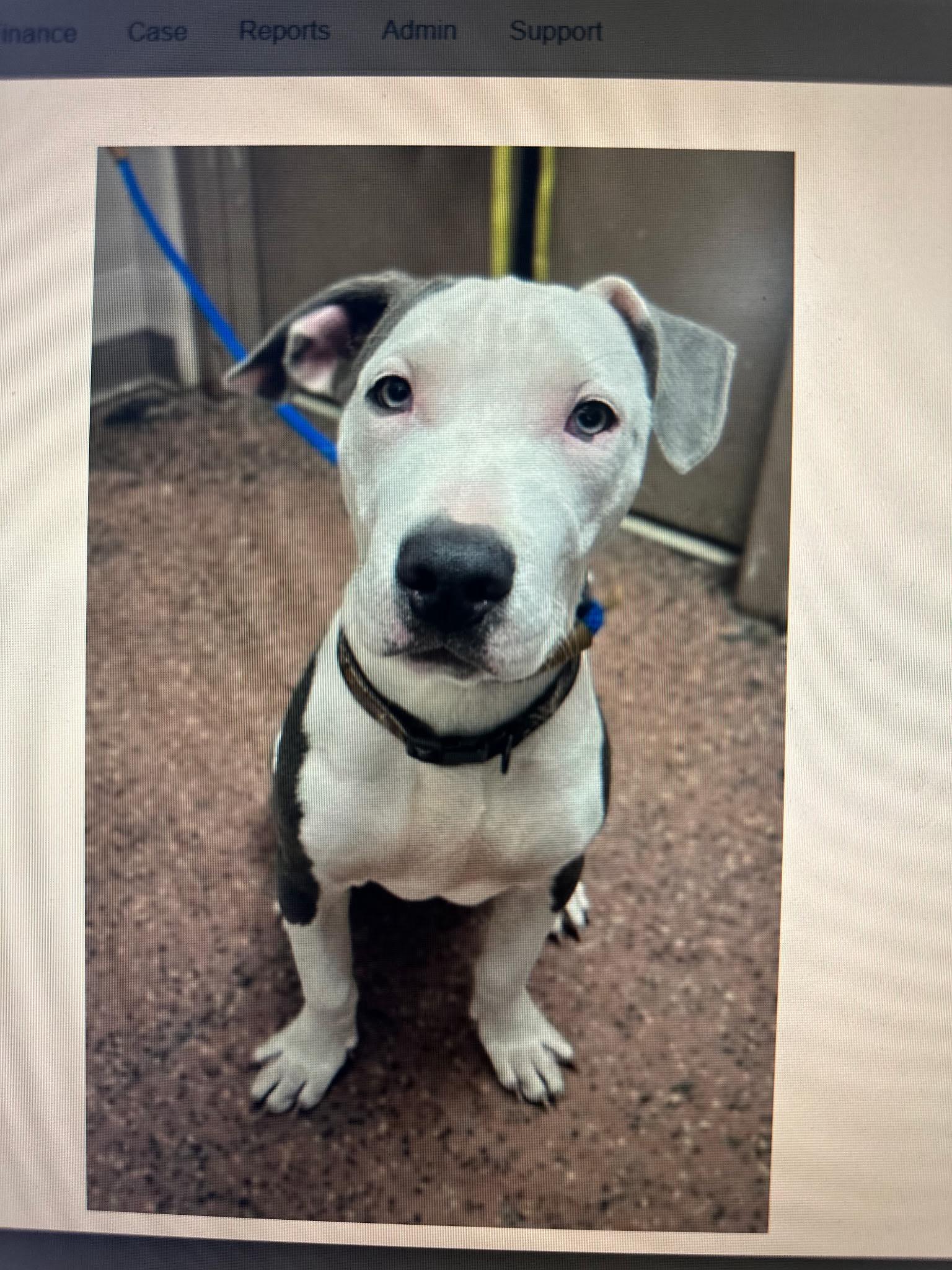 Spot, Adoptable, Puppy Male Pit Bull Terrier.