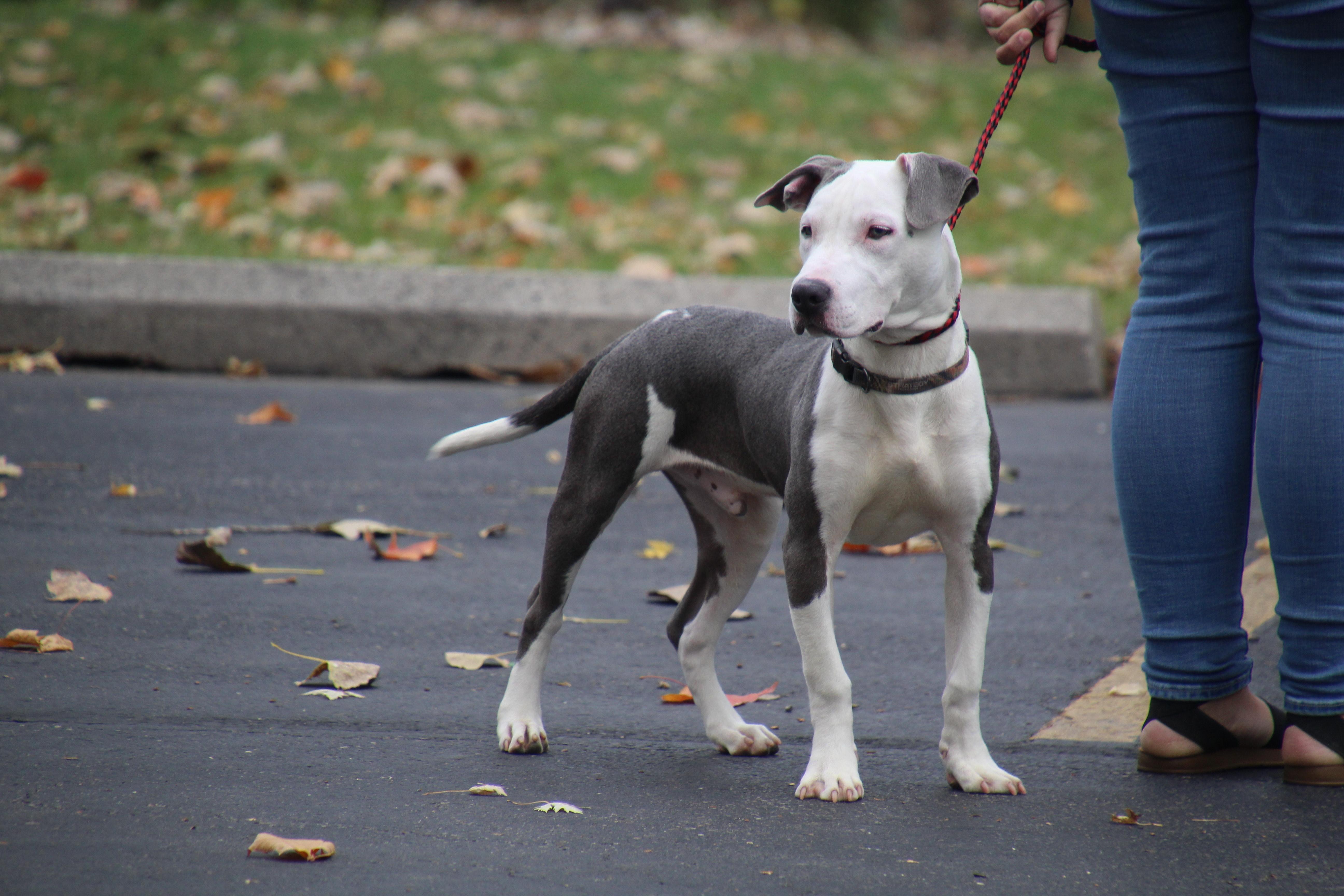 Spot, an adopted mixed breed in Aurora, IL image 2/6