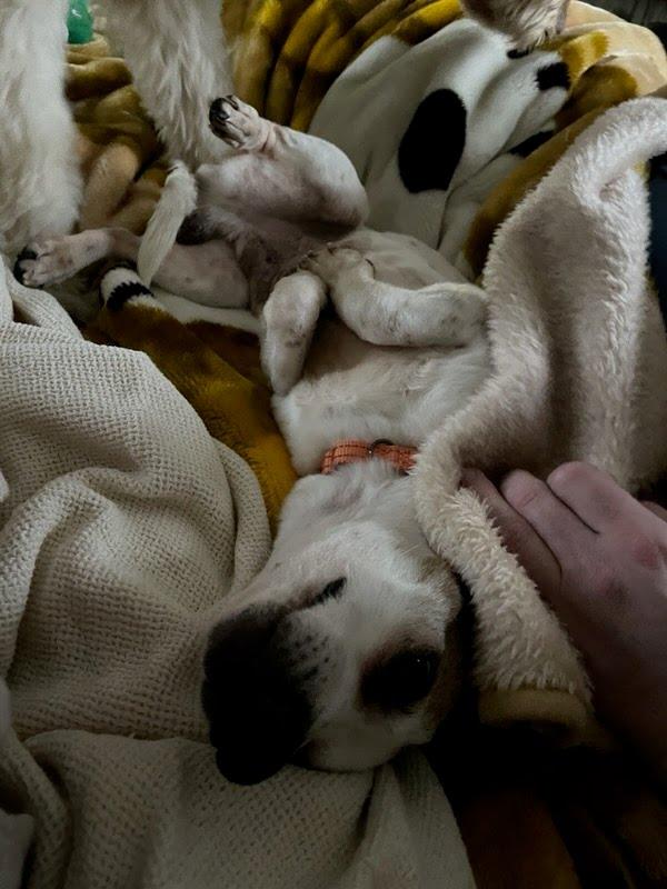 Melvin, Adoptable, Senior Male Jack Russell Terrier & Dachshund.