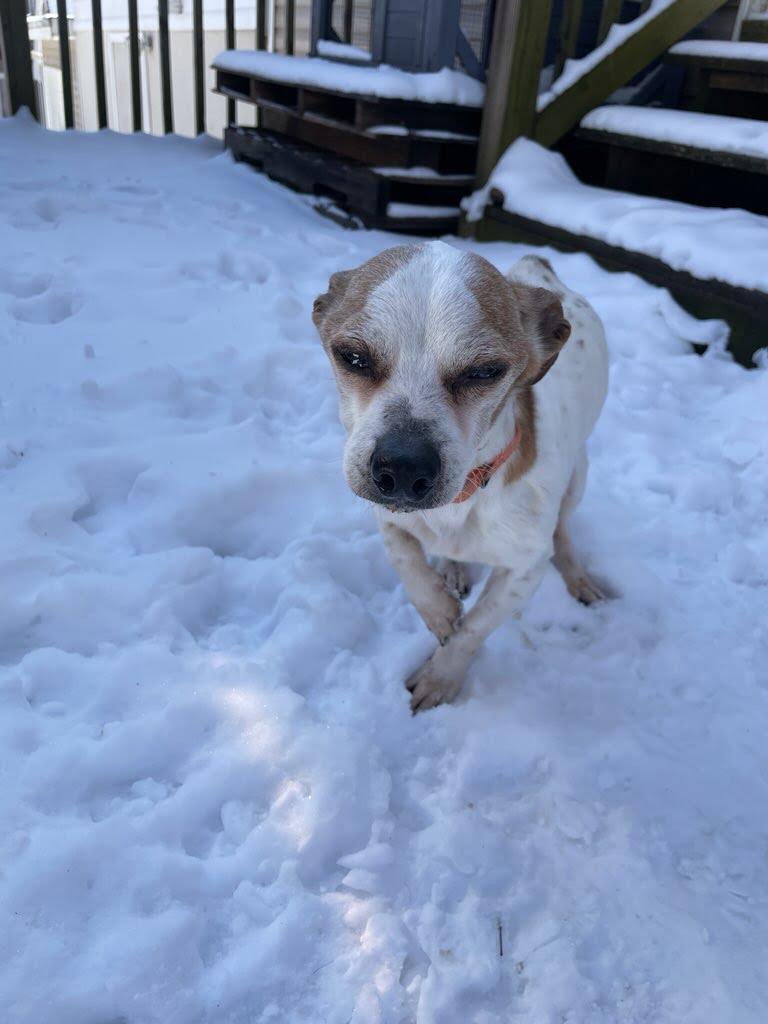 Enlarge Melvin, a Adoptable mixed breed in Knoxville, TN image 2/6