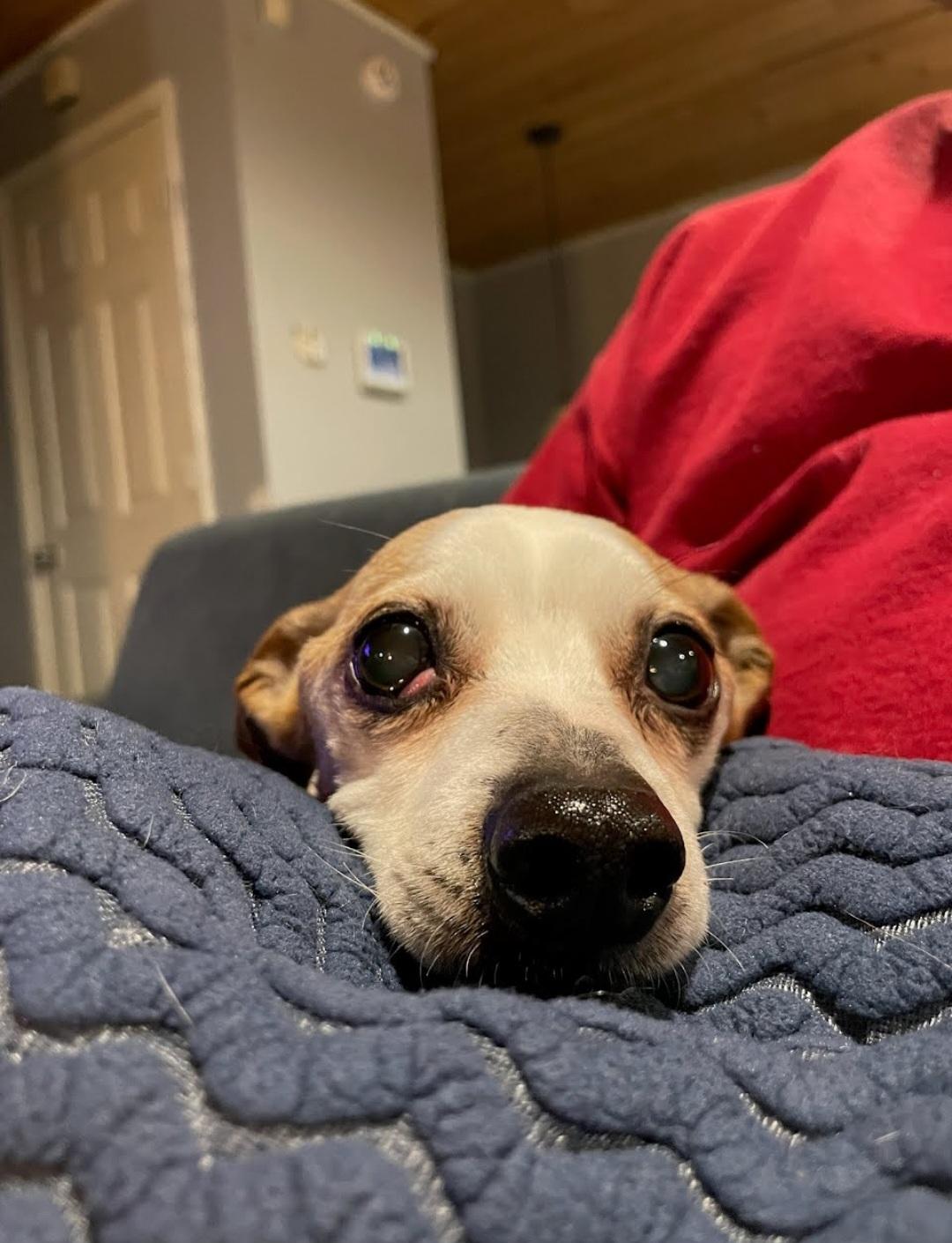 Enlarge Melvin, a Adoptable mixed breed in Knoxville, TN image 3/6