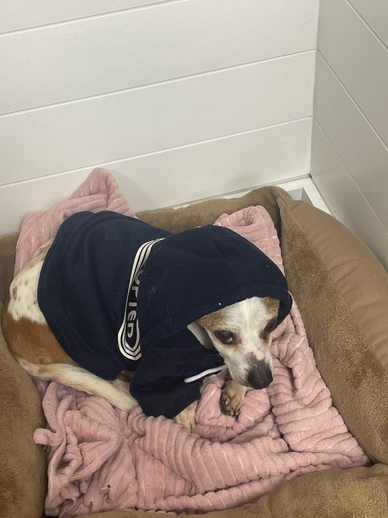 Enlarge Melvin, a Adoptable mixed breed in Knoxville, TN image 4/6