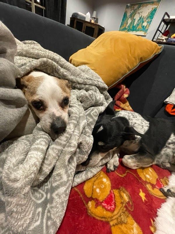 Enlarge Melvin, a Adoptable mixed breed in Knoxville, TN image 5/6