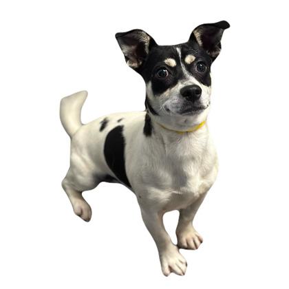 Chino, adopted, Young Male Jack Russell Terrier.
