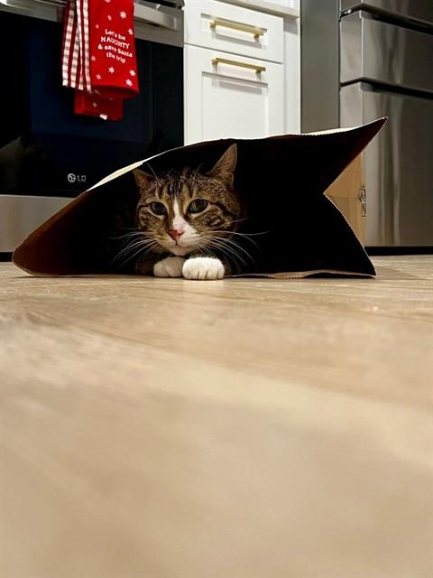 Enlarge LUNA, a Adoptable Domestic Short Hair in Saint Peters, MO image 1/1