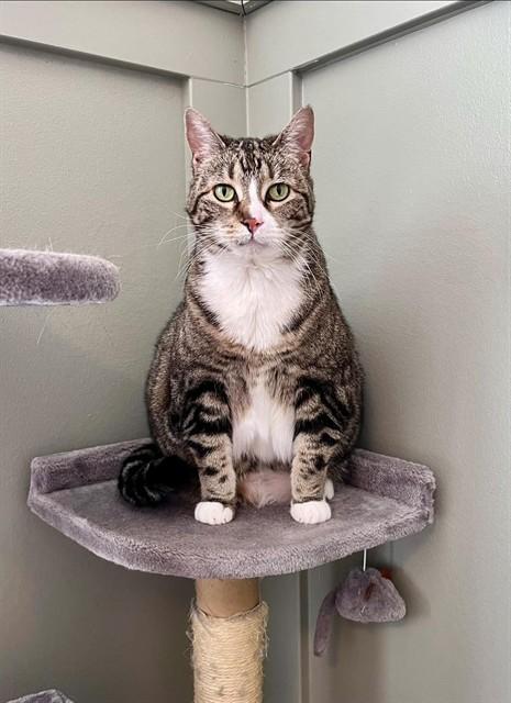 Enlarge LUNA, a Adoptable Domestic Short Hair in Saint Peters, MO image 1/1