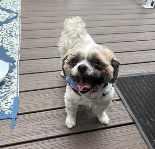 JUJU-pending, adopted, Adult Male Shih Tzu & Bichon Frise.