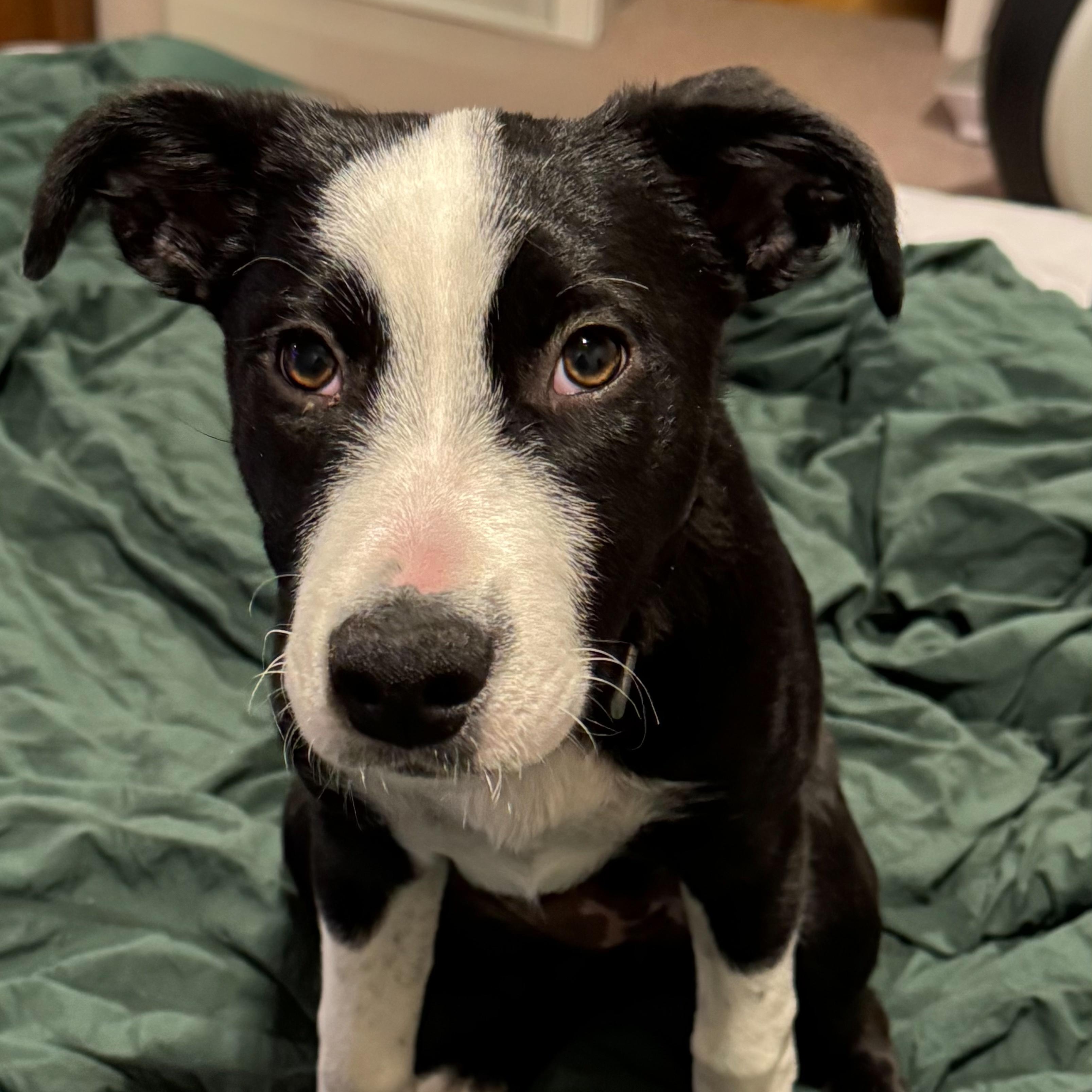 Enlarge ***Courtesy Listing*** Nellie, a ADOPTABLE mixed breed in Jackson, WY image 1/4