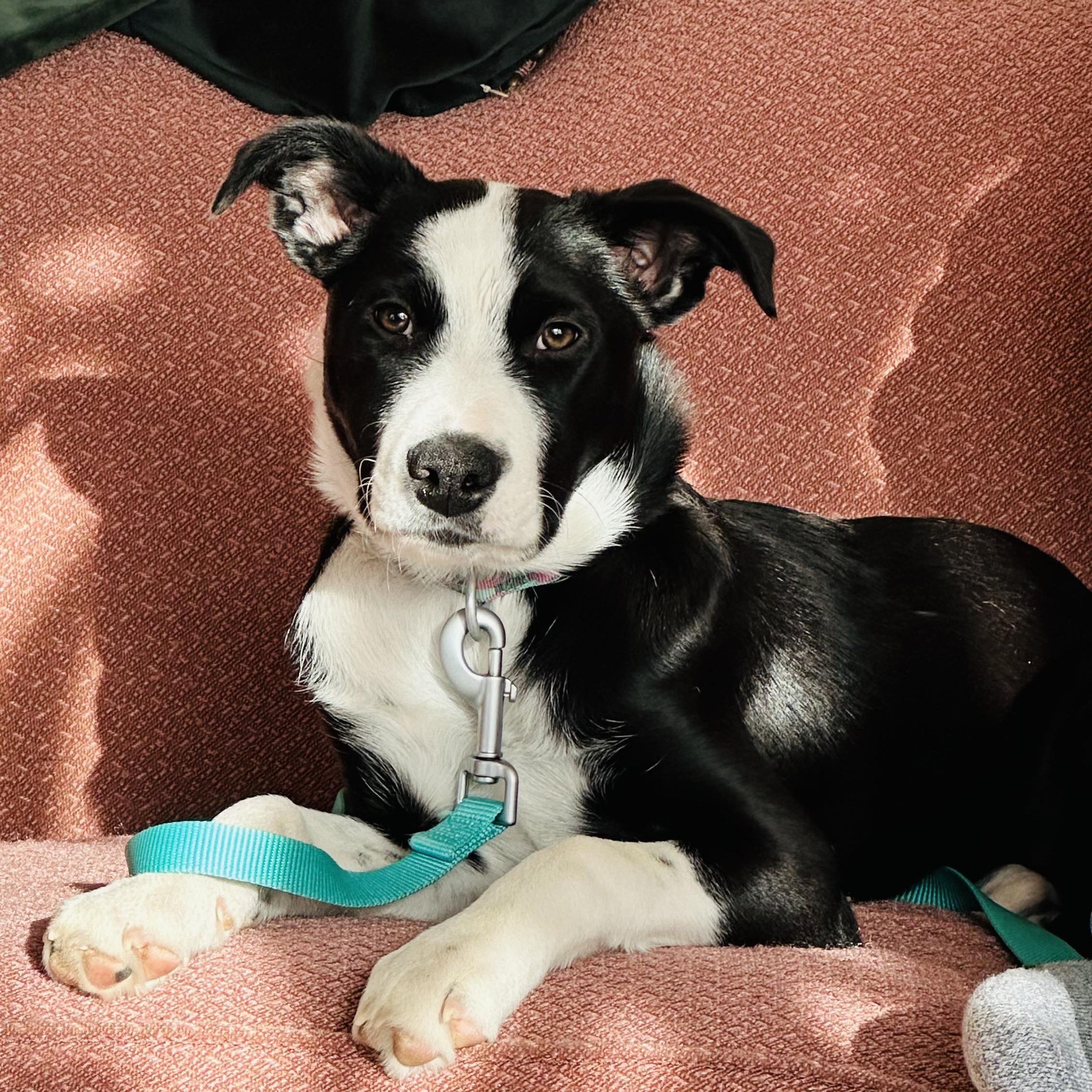 Enlarge ***Courtesy Listing*** Nellie, a ADOPTABLE mixed breed in Jackson, WY image 2/4