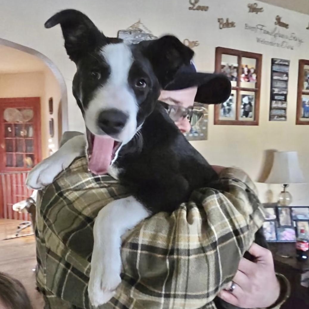 Enlarge ***Courtesy Listing*** Nellie, a ADOPTABLE mixed breed in Jackson, WY image 4/4