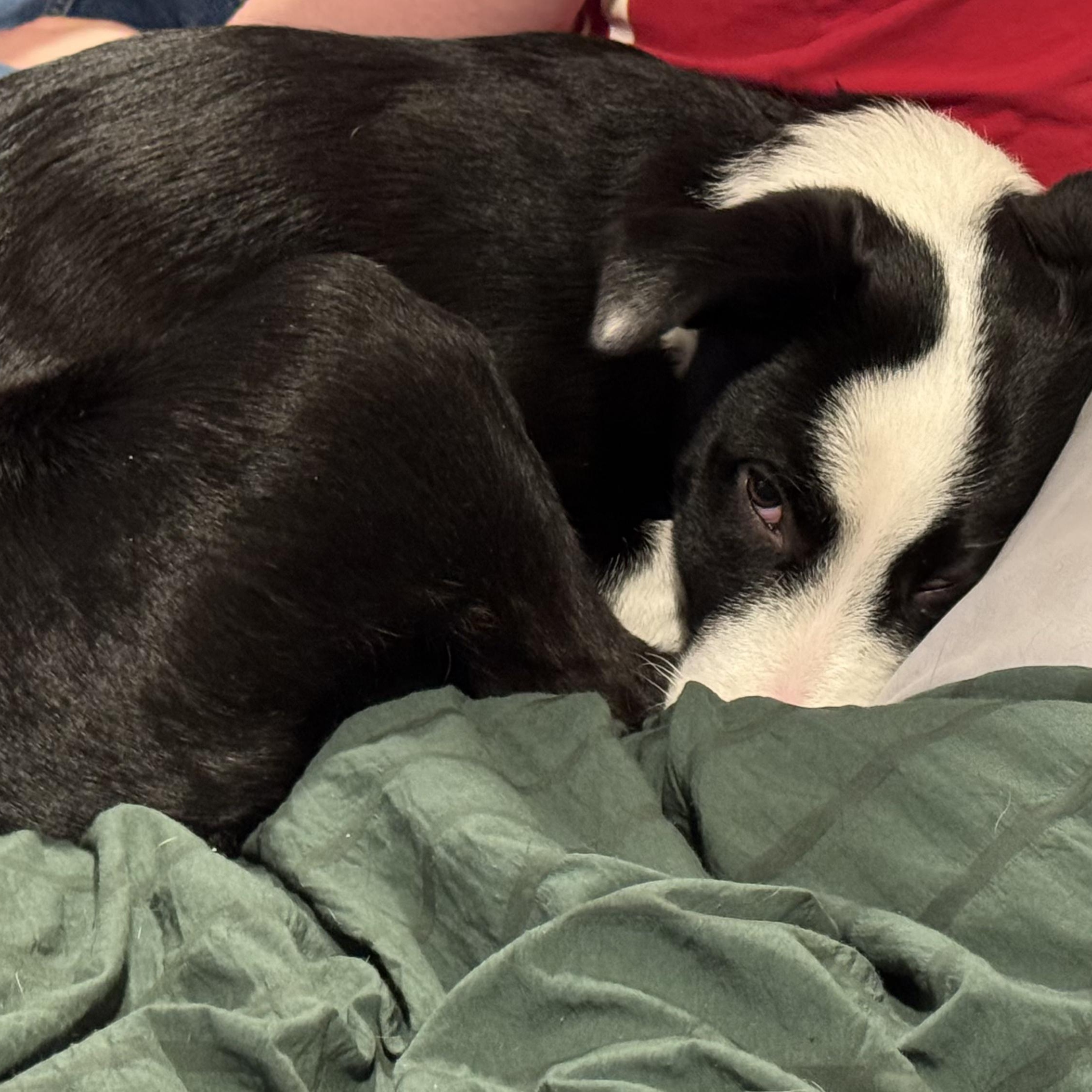 Enlarge ***Courtesy Listing*** Nellie, a ADOPTABLE mixed breed in Jackson, WY image 3/4
