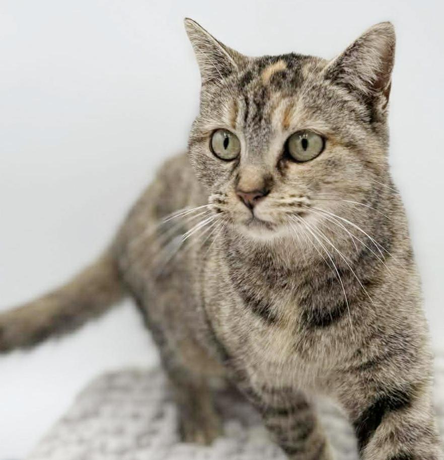 Missy is a mushball! Exotic and just awesome! Therapy sweet VIDEO, adoptable, Young Female Torbie & Bengal.