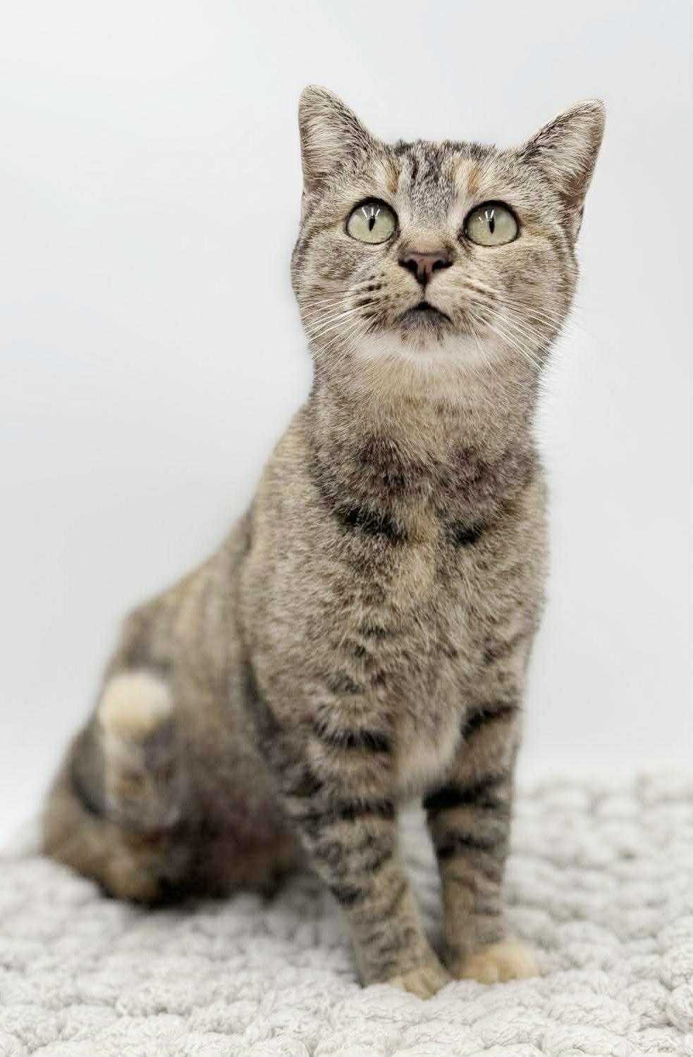 Missy is a mushball! Exotic and just awesome! Therapy sweet VIDEO, an adoptable mixed breed in Bedford Hills, NY image 5/6