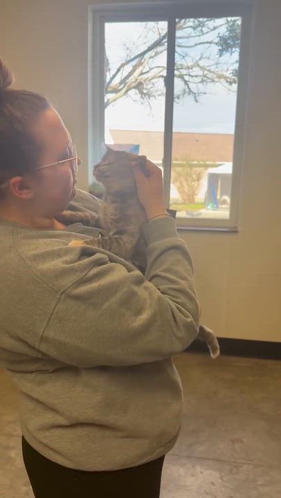 Enlarge Missy is a mushball!  Exotic and just awesome!  Therapy sweet VIDEO, an adoptable mixed breed in Bedford Hills, NY video 6/6