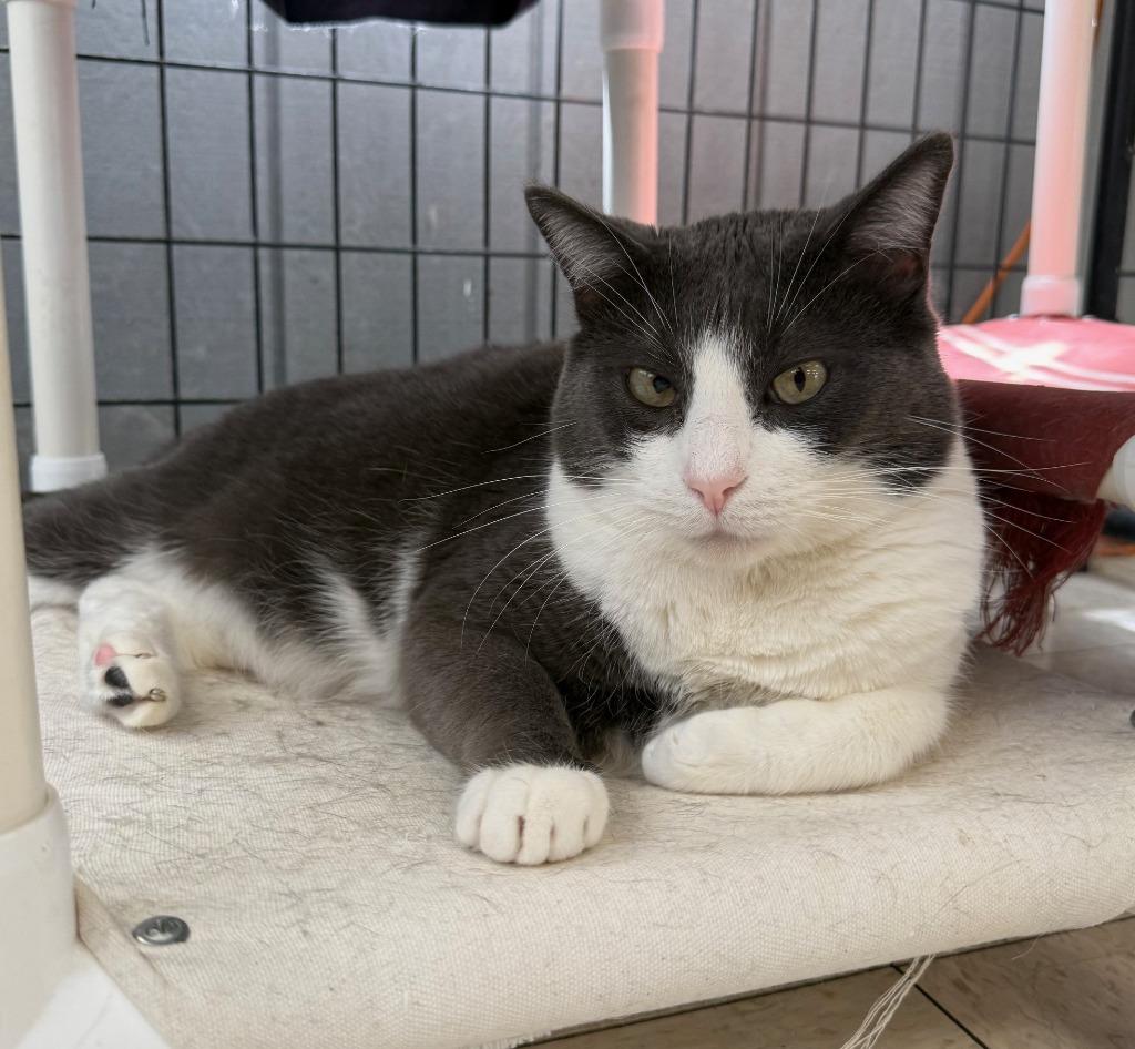 Nico, Adoptable, Adult Male Domestic Medium Hair.