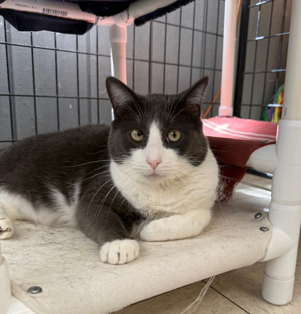 Enlarge Nico, a Adoptable mixed breed in Lemoore, CA image 2/2