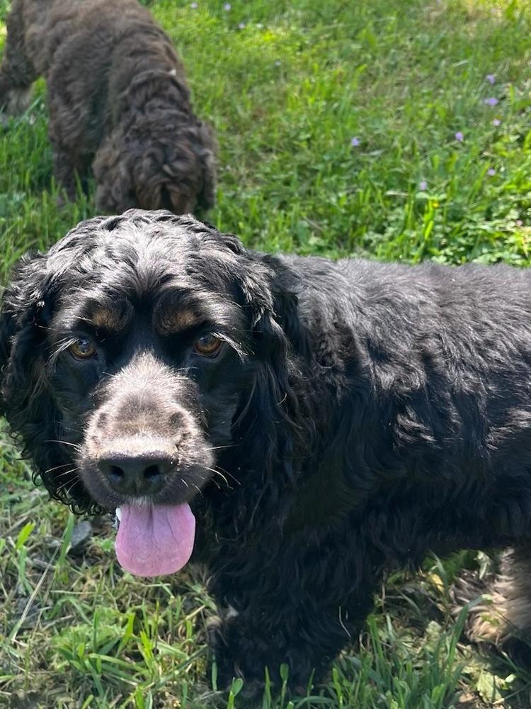 Ollie, Adoptable, Young Male Cocker Spaniel.