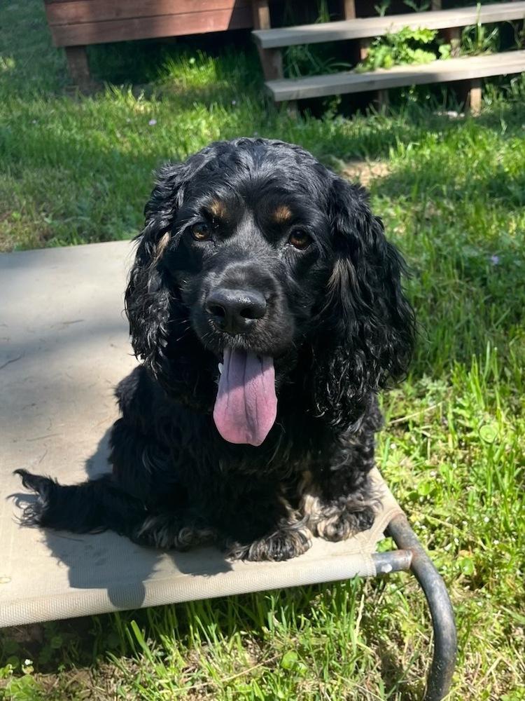 Ollie, a Adoptable Cocker Spaniel in Jamestown, CA image 2/6