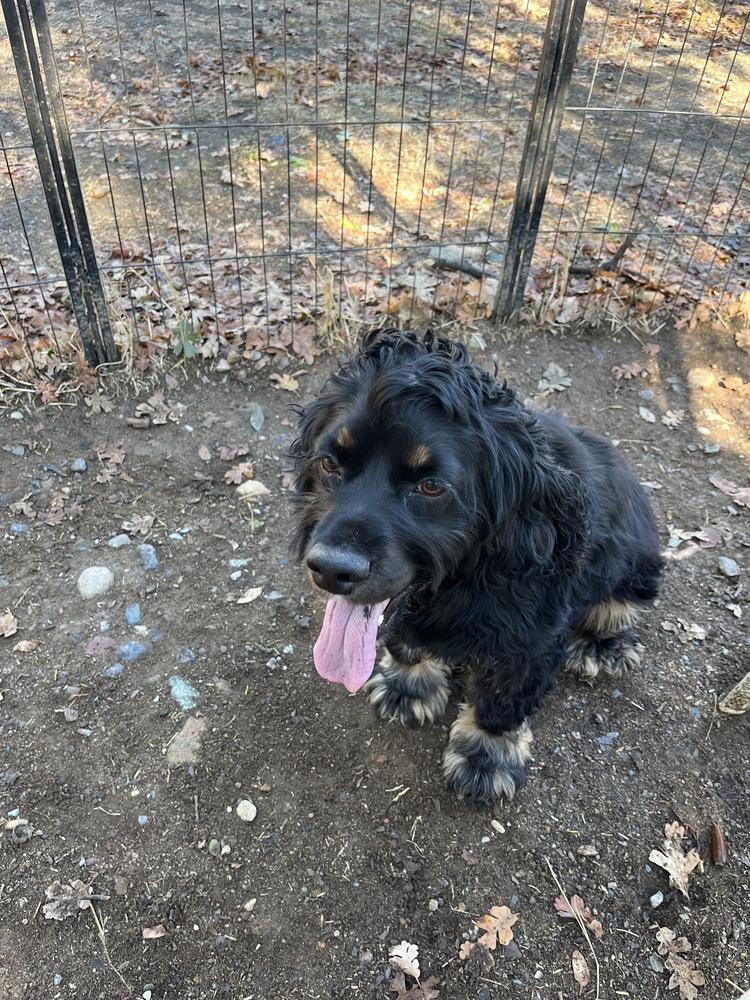 Ollie, a Adoptable Cocker Spaniel in Jamestown, CA image 3/6