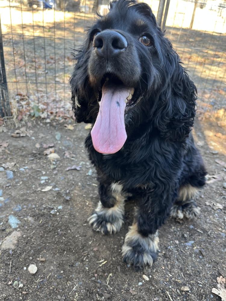 Ollie, a Adoptable Cocker Spaniel in Jamestown, CA image 4/6