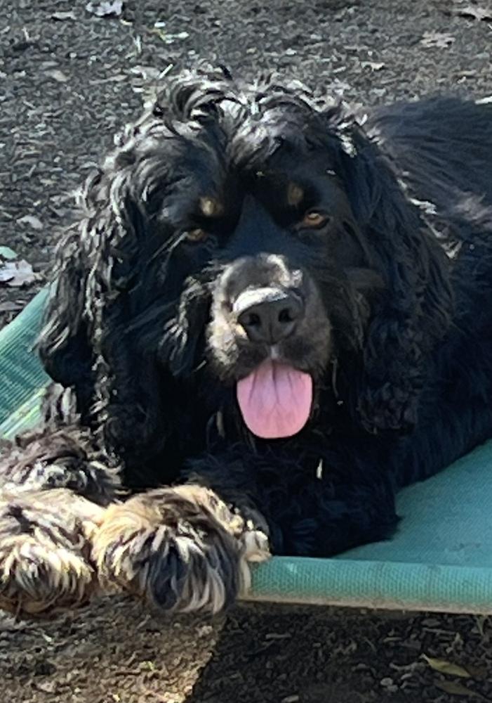 Ollie, Adoptable, Young Male Cocker Spaniel.