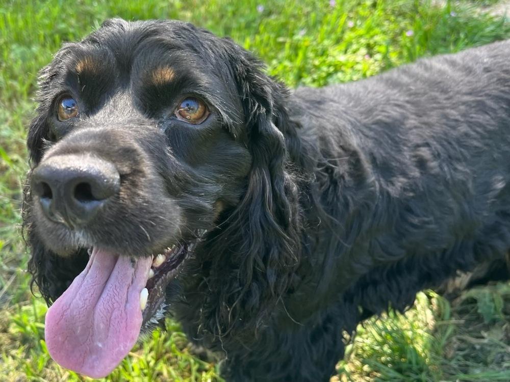 Ollie, a Adoptable Cocker Spaniel in Jamestown, CA image 6/6