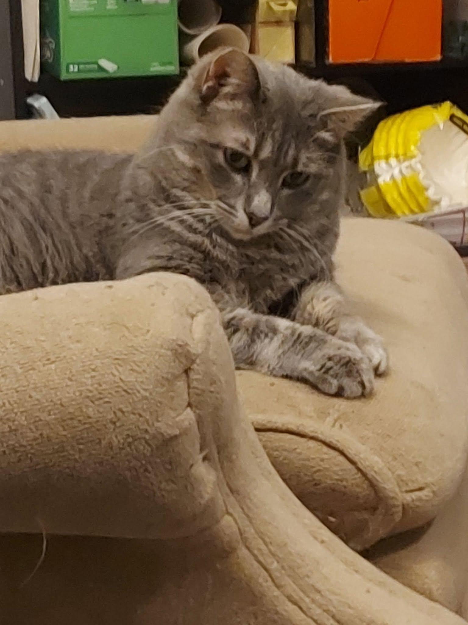 Enlarge APRIL, a Adoptable Domestic Short Hair in Tillsonburg, ON image 1/6