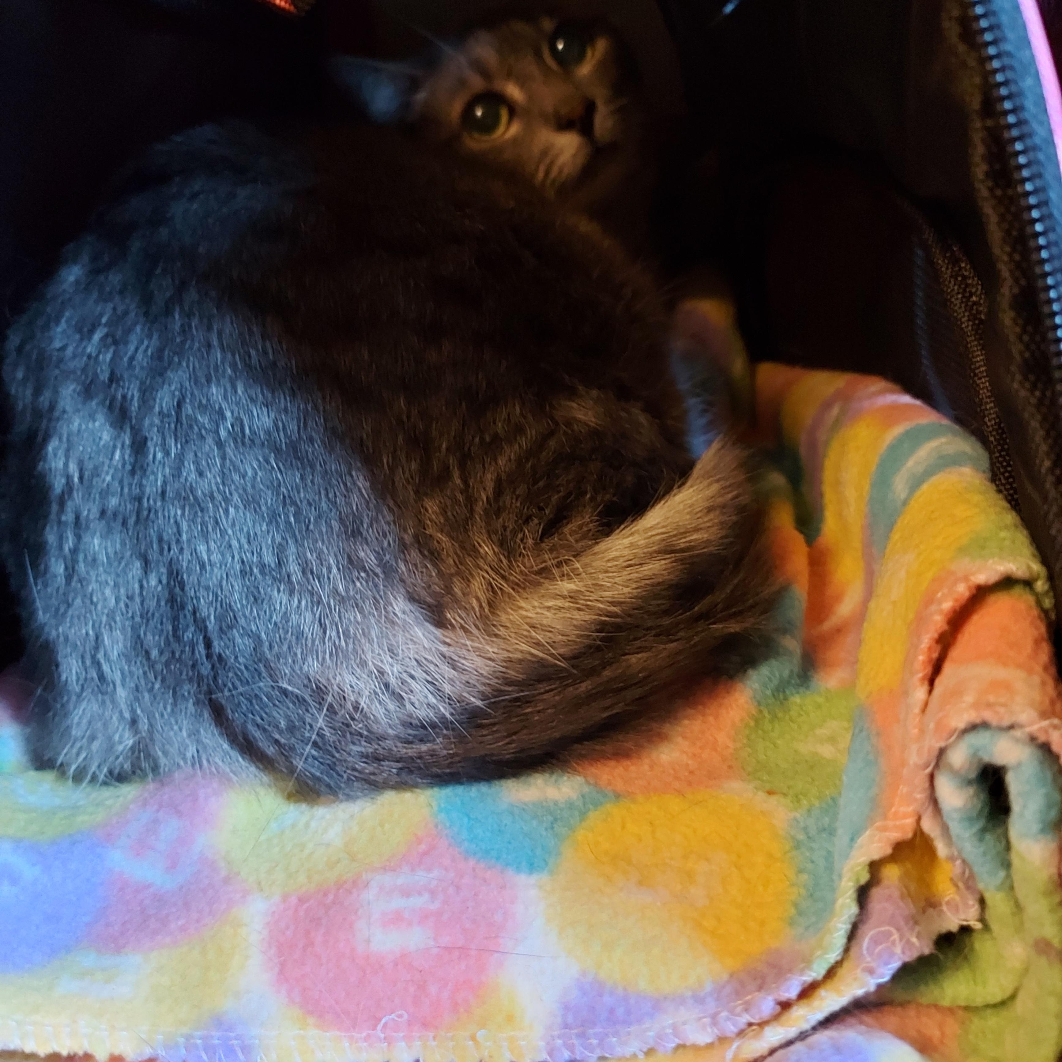 Enlarge APRIL, a Adoptable Domestic Short Hair in Tillsonburg, ON image 3/6