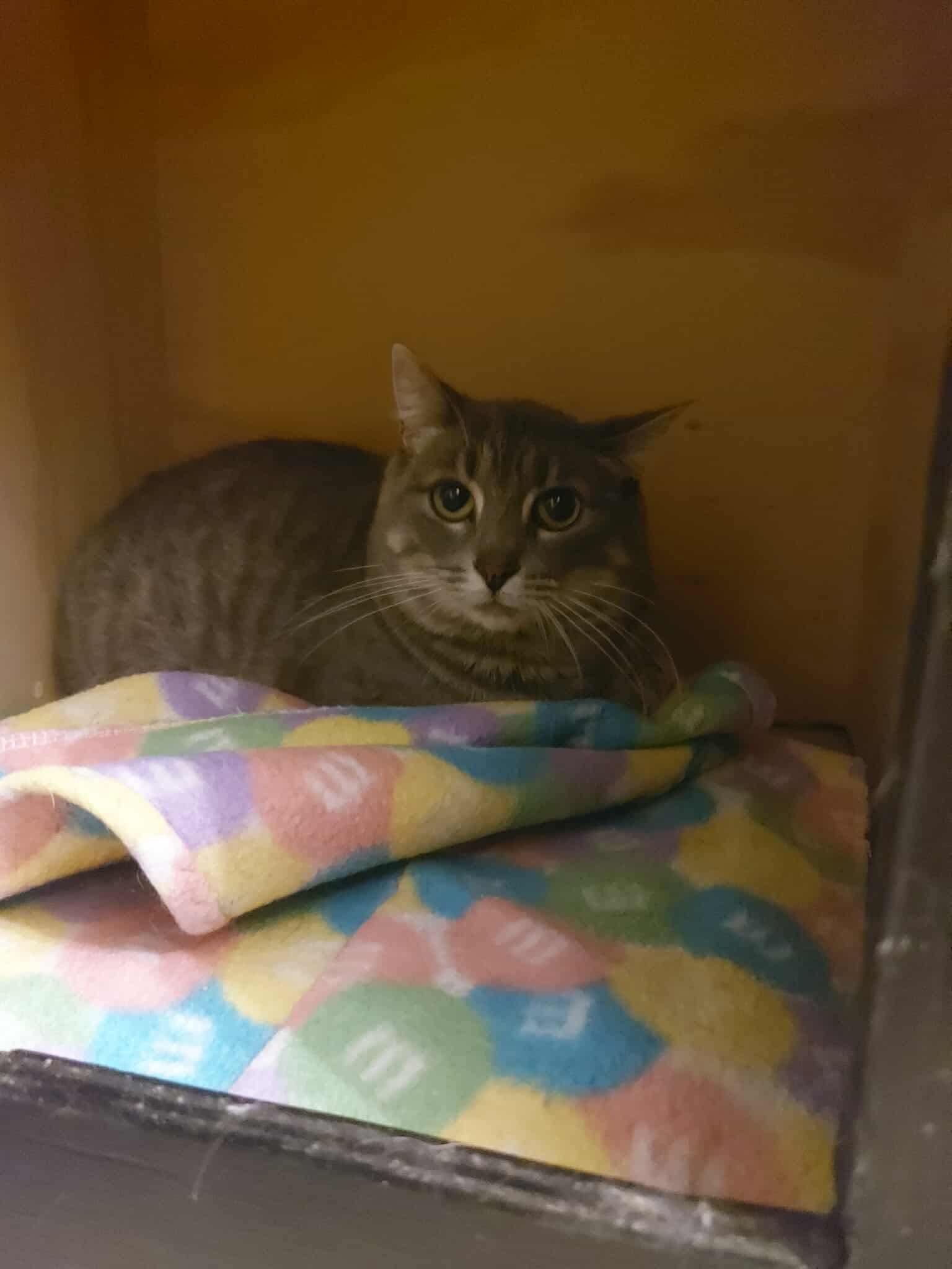 APRIL, Adoptable, Young Female Domestic Short Hair.