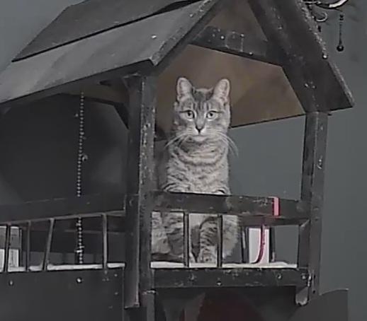 Enlarge APRIL, a Adoptable Domestic Short Hair in Tillsonburg, ON image 5/6