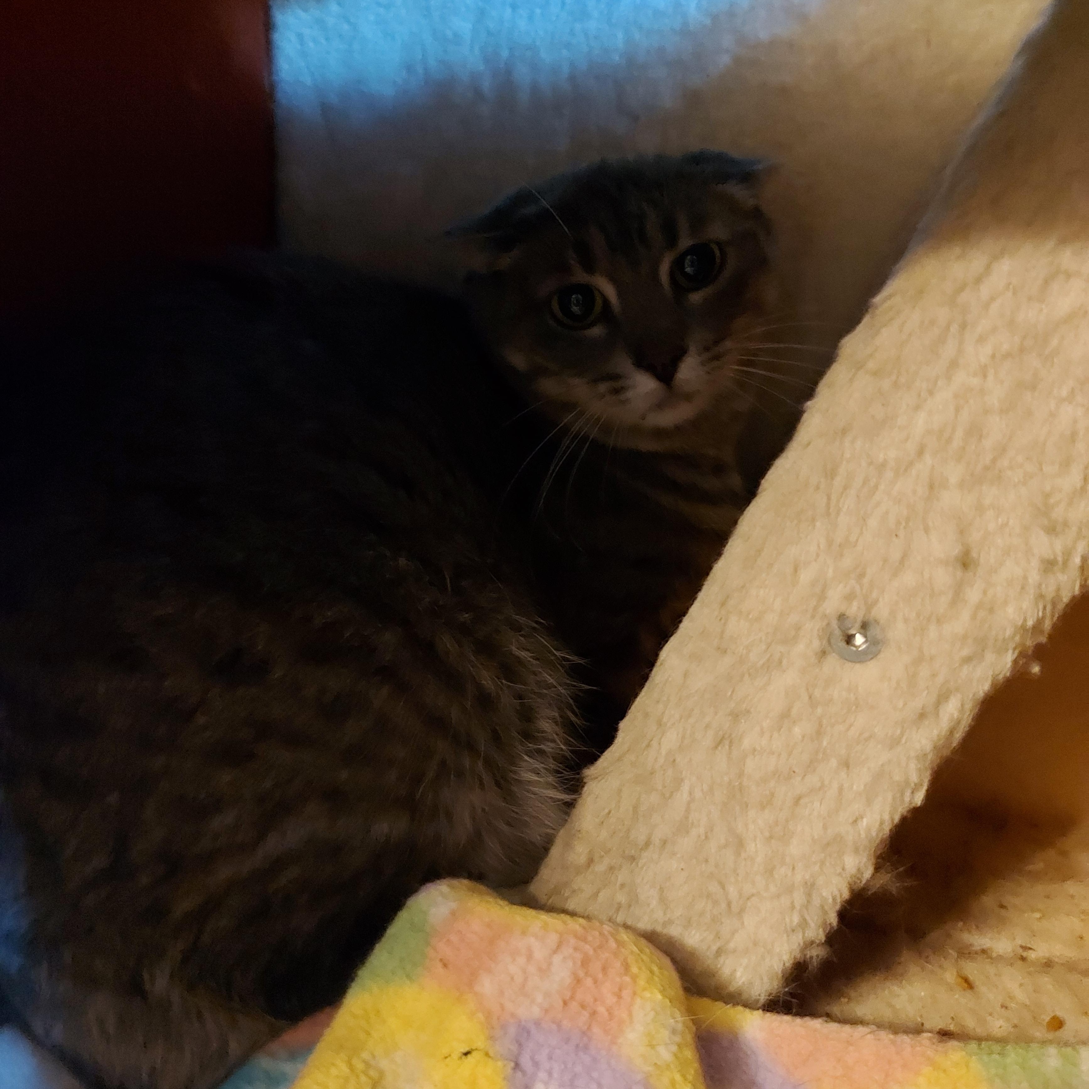 Enlarge APRIL, a Adoptable Domestic Short Hair in Tillsonburg, ON image 2/6