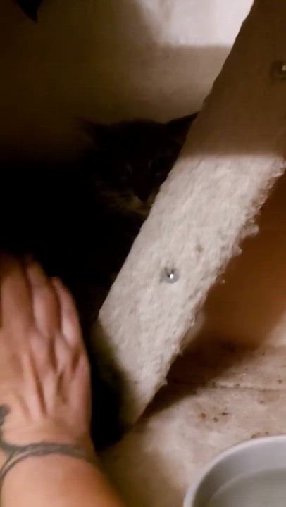 Enlarge APRIL, a Adoptable Domestic Short Hair in Tillsonburg, ON video 6/6
