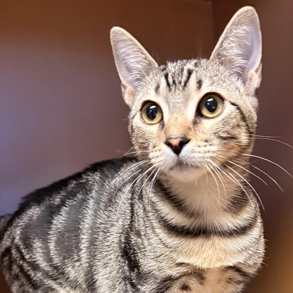 Kage, Adoptable, Kitten Male Domestic Short Hair.