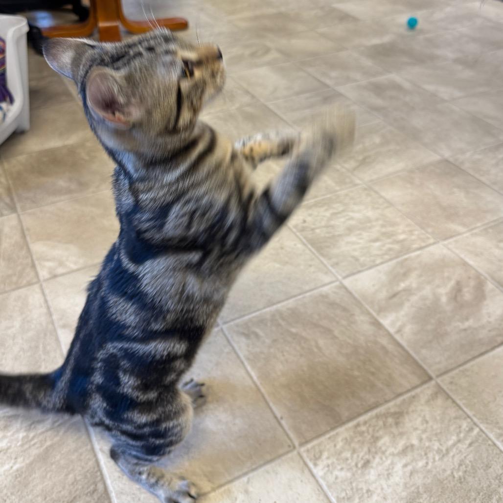 Enlarge Kage, a Adoptable Domestic Short Hair in Laramie, WY image 2/6