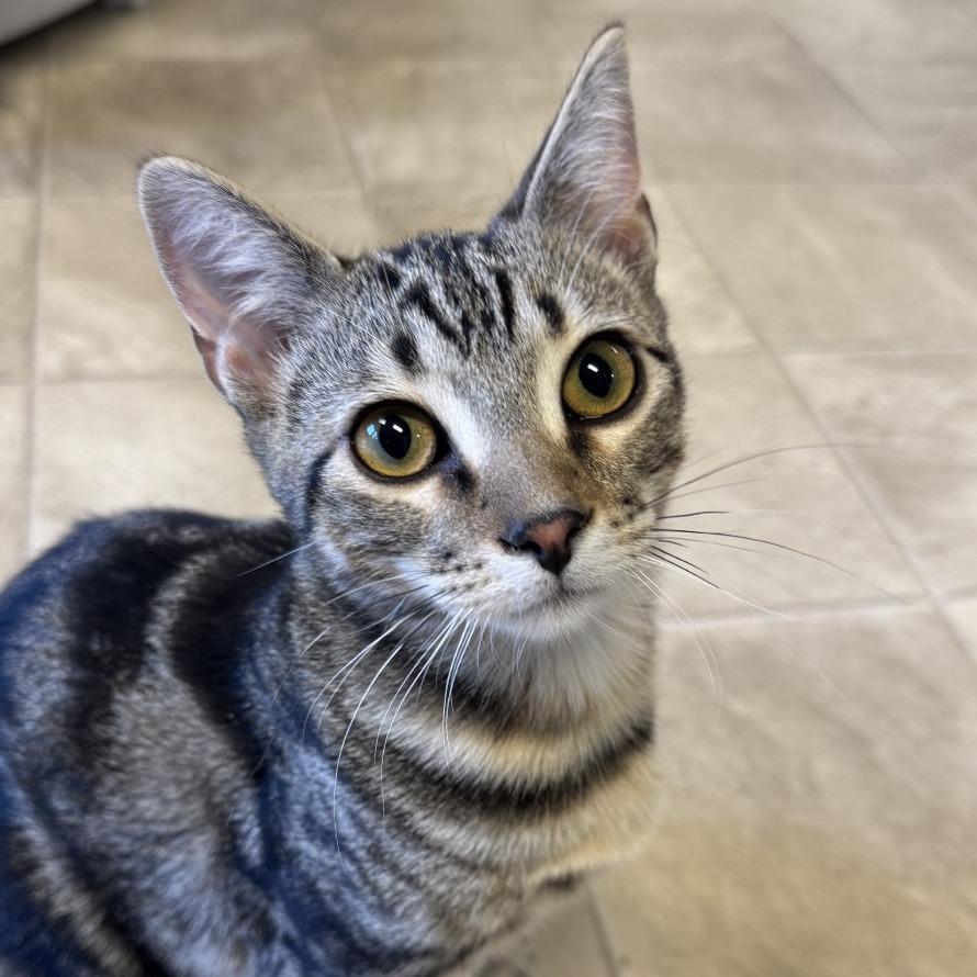 Enlarge Kage, a Adoptable Domestic Short Hair in Laramie, WY image 3/6